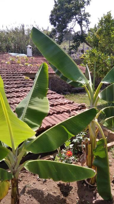 Rural House To Take A Break, La Serreria 25 - Private Garden Tacoronte Ngoại thất bức ảnh